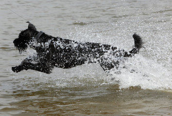 Goehren-Lebbin  Deutschland  Hund rennt durchs Wasser