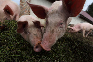 Prangendorf  Deutschland  Biofleischproduktion  Hausschweine fressen frisches Gras