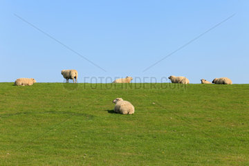 Altendeich  Deutschland  Schafe weiden auf dem Deich an der Nordseekueste
