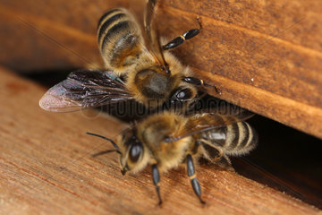 Berlin  Deutschland  Honigbienen am Einflugloch einer Bienenbeute