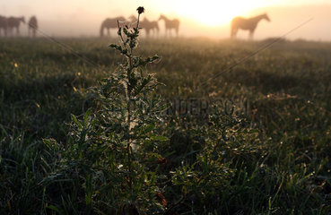 Goerlsdorf  Deutschland  Distel und Pferde bei Sonnenaufgang auf der Weide