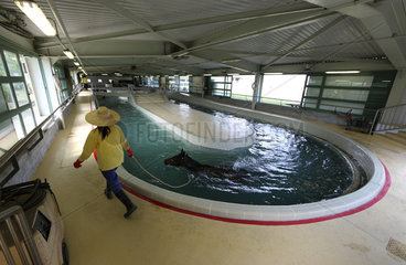 Hong Kong  China  Pferde bei der Aquatherapie