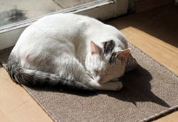 Neuenhagen  Deutschland  Katze schlaeft zusammengerollt im Sonnenlicht