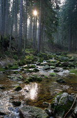 Szklarska Poreba  Polen  Fichtenwald im Tal der Kamienczyk im Nationalpark Riesengebirge
