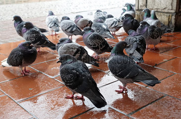 Kolberg  Polen  Tauben sitzen bei Regenwetter auf der Strasse