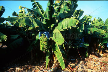Republik Zypern - Bananenplantage