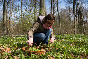 Brandenburg  Deutschland  eine Frau sammelt Baerlauch im Wald