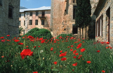 Autonome Moenchsrepublik Athos  Das Kloster Timiou Prodromou  Innnenhof mit Mohnblumen