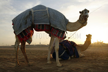 Dubai  Kamele bei Sonnenaufgang in der Wueste