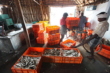 Annankoil  Indien  Fischhaendler in einer Halle