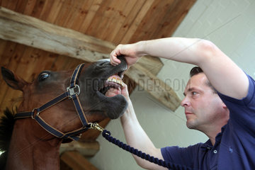 Kuchelmiss  Deutschland  Tierarzt schaut in das Maul eines Pferdes