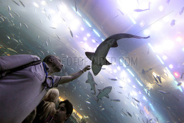 Dubai  Vereinigte Arabische Emirate  Mann betrachtet einen Hai im Dubai Aquarium der Mall of Dubai