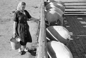 Dresden  DDR  Frau steht an einem Gatter mit Schweinen