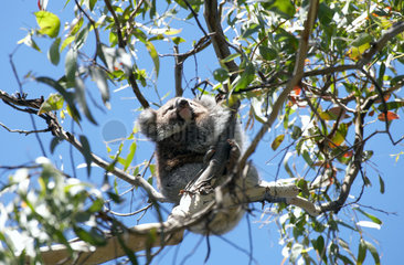 Cape Otway  Australien  ein Koalabaer in einem Eukalyptusbaum