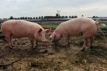 Prangendorf  Deutschland  Biofleischproduktion  Hausschweine in einem Auslauf