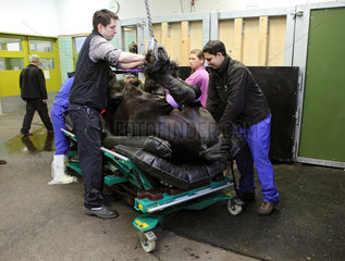 Berlin  Deutschland  narkotisiertes Pferd wird auf einem fahrbahren Untersatz abgelegt