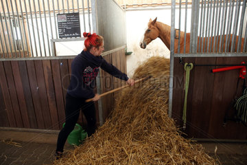 Oberoderwitz  Deutschland  Pferdewirtin schiebt Stroh in eine Pferdebox
