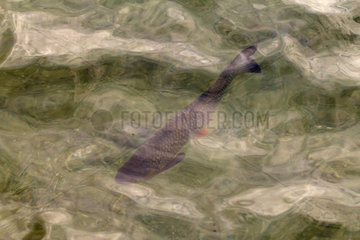 Annenheim  Oesterreich  ein Doebel schwimmt im Ossiacher See