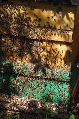 Berlin  Deutschland  Honigbienen auf einer Bienenbeute  ein Schwarm geht ab