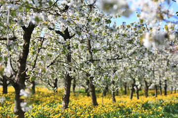 Jork  Deutschland  Apfelbaumbluete im Obstanbaugebiet Altes Land