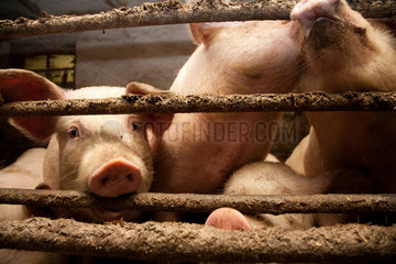 Riedlingen  Deutschland  Schweine im Stall