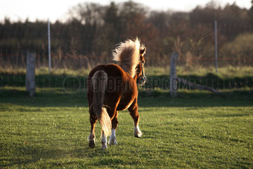 Prangendorf  Pony im Trab am Abend auf der Weide