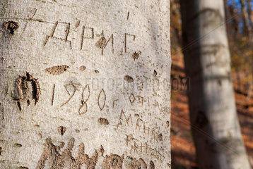 Altenhof  Deutschland  russisches Wort auf Kyrillisch in einen Baumstamm geritzt