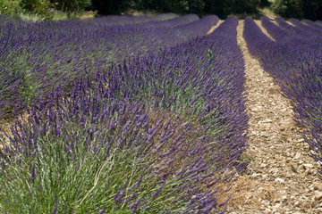 Grignan  Frankreich  ein bluehendes Lavendelfeld