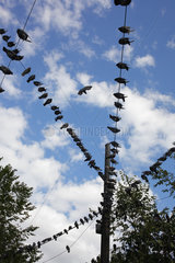 Bukarest  Rumaenien  Tauben sitzen auf Oberleitungen in Bukarest