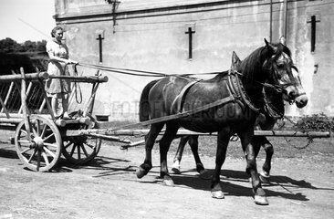 Dresden  DDR  Frau lenkt einen von Pferden gezogenen Erntewagen