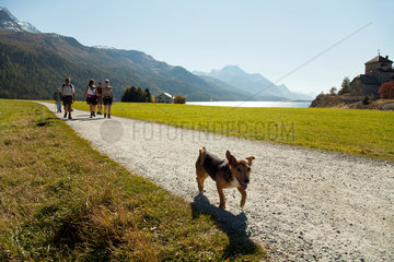 Silvaplana  Schweiz  Hund am der Silvaplanersee im Oberengadin