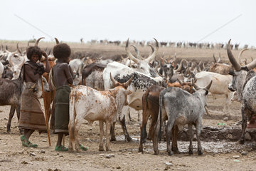 Awash  Aethiopien  Nomaden bewachen ihre Tiere in einem ausgetrocknetem Flussbett