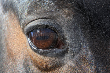 Neustadt (Dosse)  Auge eines Pferdes