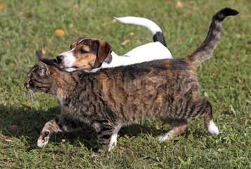 Goerlsdorf  Deutschland  Jack Russell Terrier und Hauskatze laufen friedlich nebeneinander her