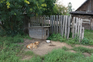 Krajcy  Weissrussland  schlaefriger Wachhund vor einem Haus