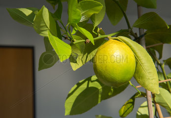 Berlin  Deutschland  Zitrone an einem Indoor-Zitronenbaum