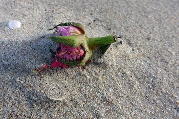 Kolberg  Polen  Rosenbluete liegt im Sand