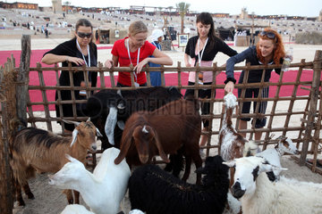 Dubai  Vereinigte Arabische Emirate  Frauen schauen sich Ziegen an