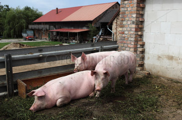 Prangendorf  Deutschland  Biofleischproduktion  Hausschweine in einem Auslauf vor dem Stall