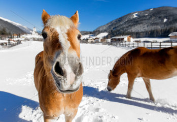Innichen  Italien  Pferde auf einer verschneiten Koppel
