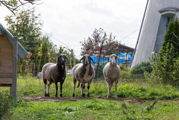 Sehnde  Deutschland  Schafe im Garten