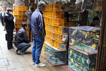 Hong Kong  China  Rosenkoepfchen und Wellensittiche werden auf dem Bird Market zum Verkauf angeboten