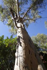 Tom Price  Australien  ein Baum im Karijini Nationalpark