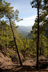 Mirador de Los Roques  Spanien  Aussicht im Nationalpark Caldera de Taburiente