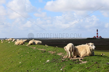 Westerhever  Deutschland  Schafe auf dem Deich