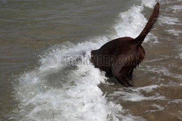 Kaegsdorf  Deutschland  Hund wird am Strand von einer Welle erfasst