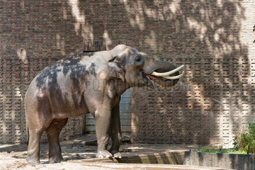 Berlin  Deutschland  Elefantenbulle im Zoo Berlin