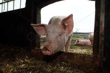 Prangendorf  Deutschland  Biofleischproduktion  Hausschwein schaut von Draussen in den Stall hinein
