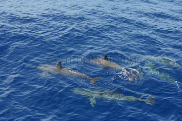 La Gaulette  Mauritius  Delphine begleiten eine Katamaran-Fahrt zu den Benitiers Islands