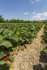 Erdbeerfeld in der Ortenau